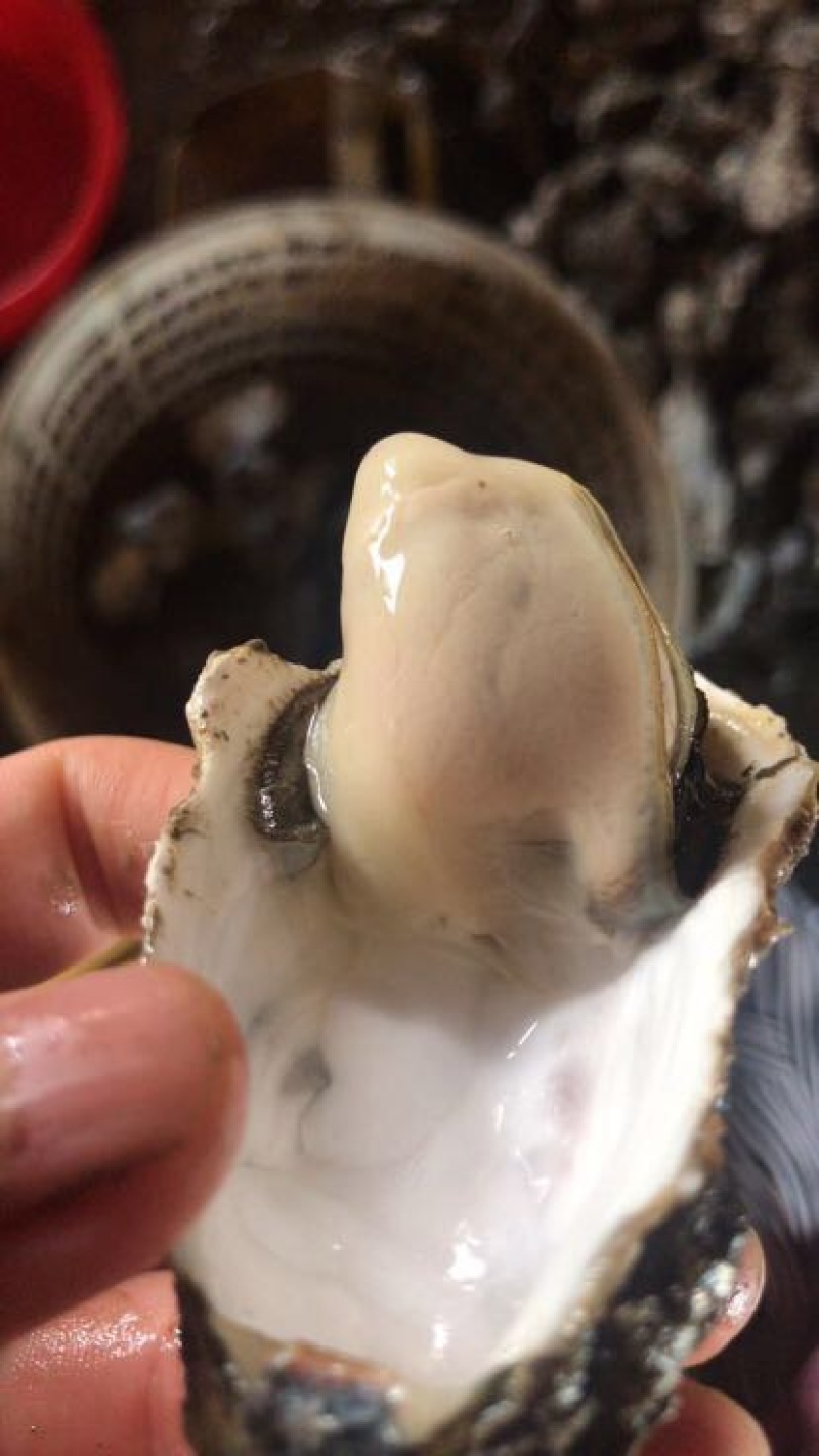牡蛎人工养殖鲜活牡蛎，当天上货当天出