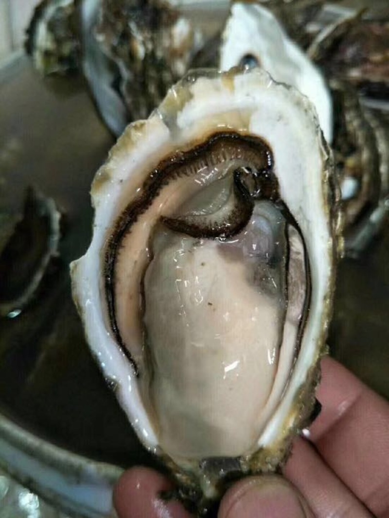 牡蛎人工养殖鲜活牡蛎，当天上货当天出
