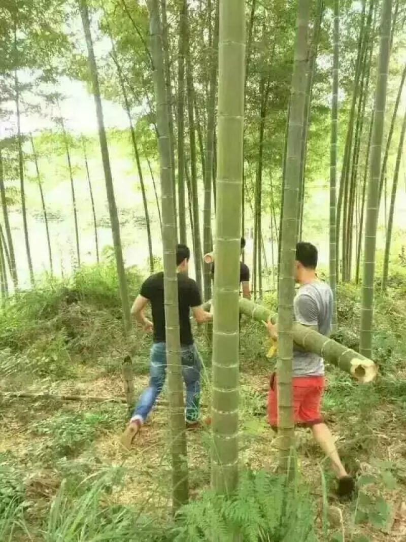 天然竹筒酒