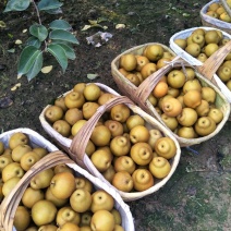 湖北宜城黄花梨视频看货支持线上交易