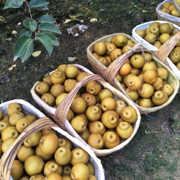 湖北宜城黄花梨视频看货支持线上交易