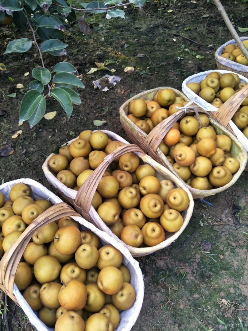 湖北宜城黄花梨视频看货支持线上交易