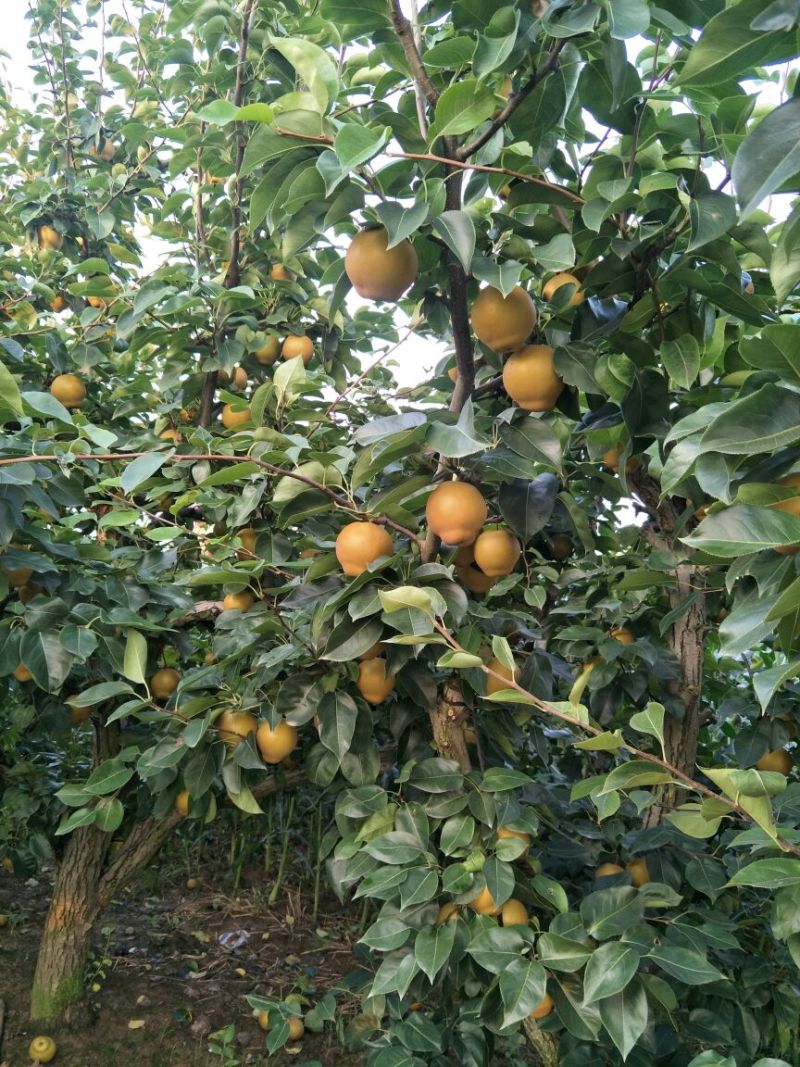 湖北宜城黄花梨视频看货支持线上交易
