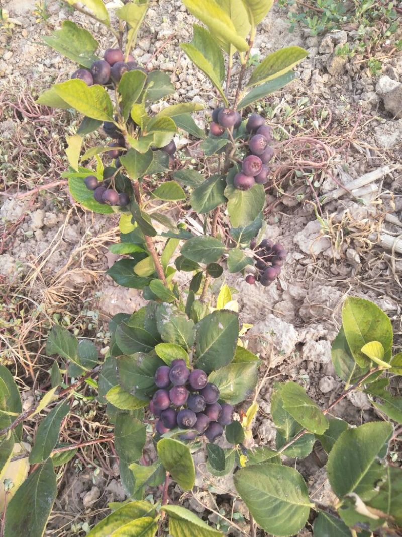 腺肋黑果花楸干果/不老莓