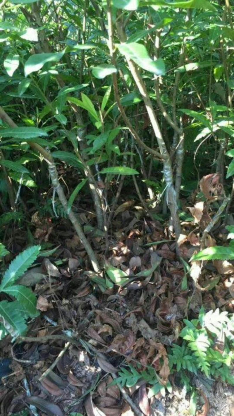杨梅苗(东魁杨梅苗)（黑炭杨梅）