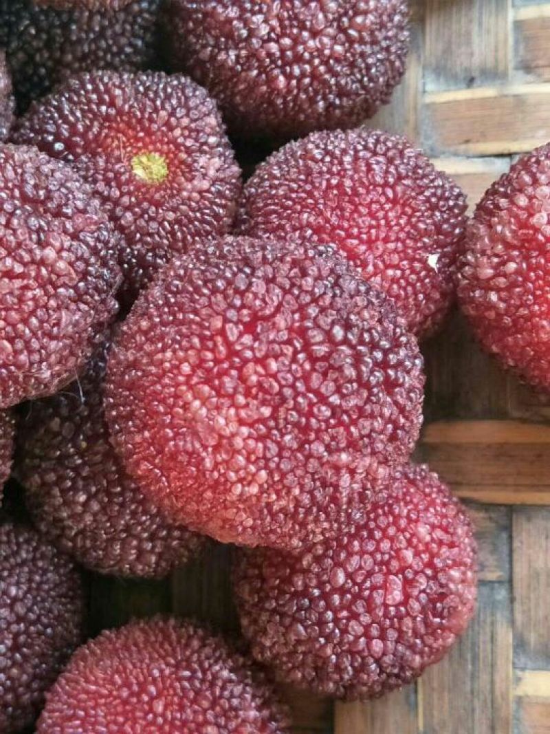 杨梅苗(东魁杨梅苗)（黑炭杨梅）