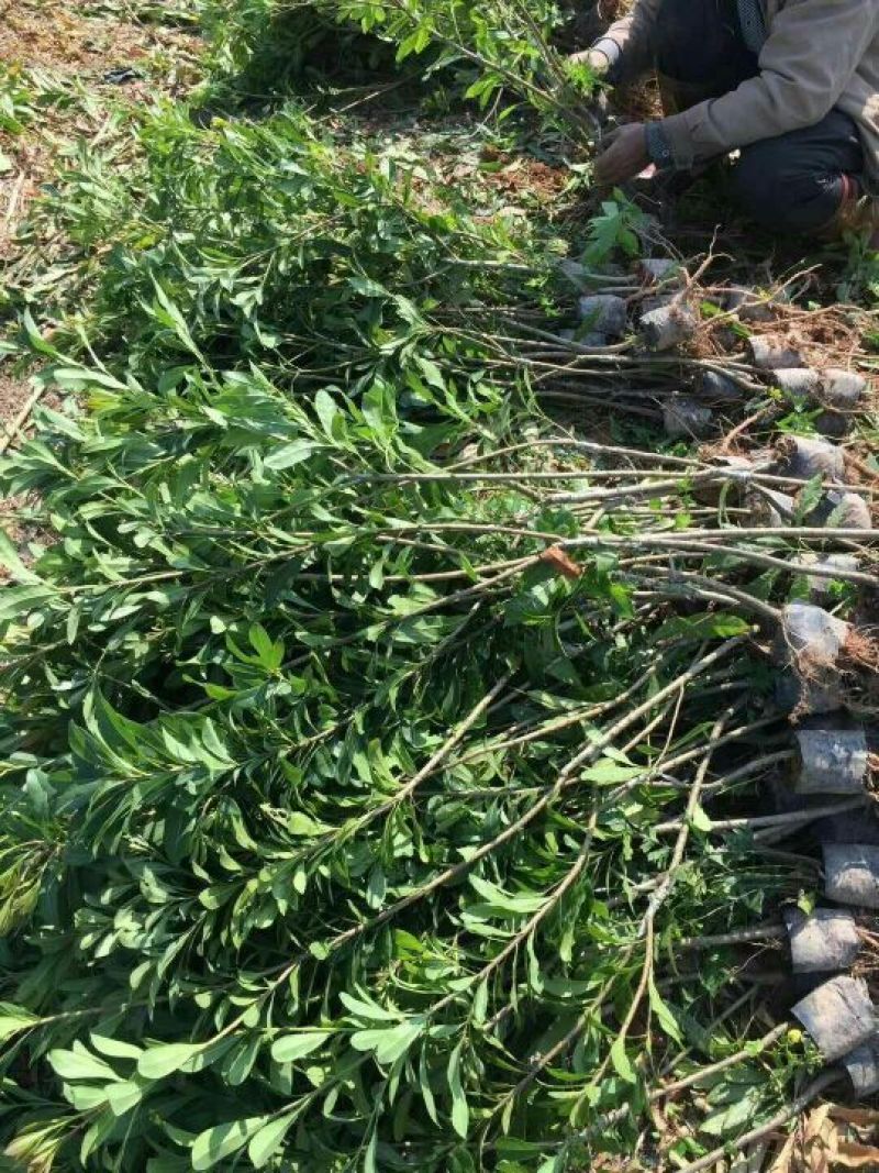杨梅苗(东魁杨梅苗)（黑炭杨梅）