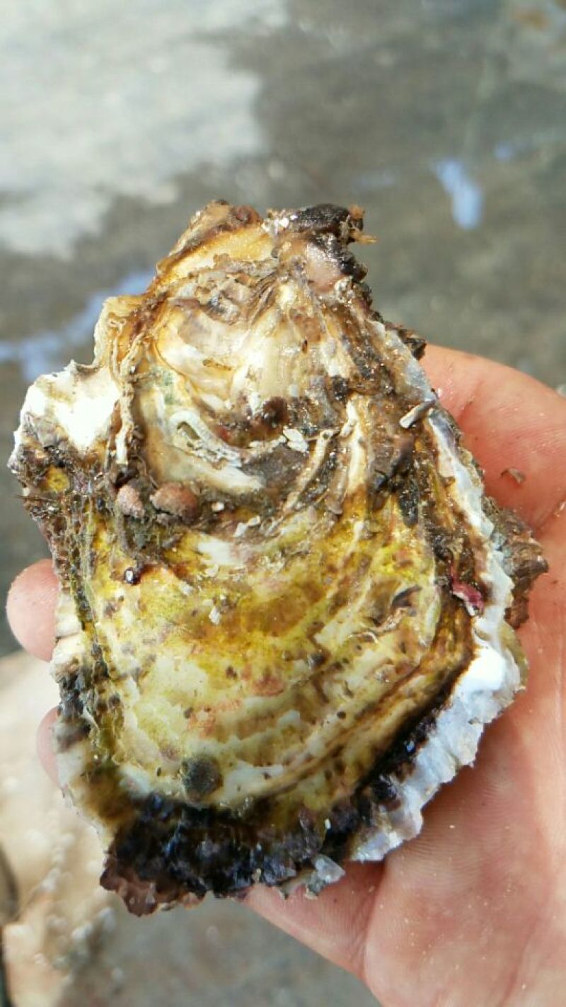 福建二倍体，三倍体生蚝壳薄肉肥，接受大包装，小包装