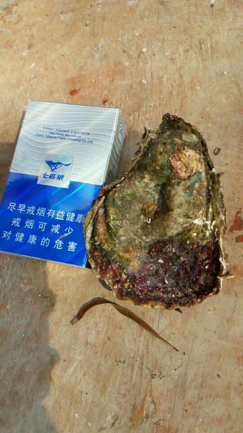 福建二倍体，三倍体生蚝壳薄肉肥，接受大包装，小包装