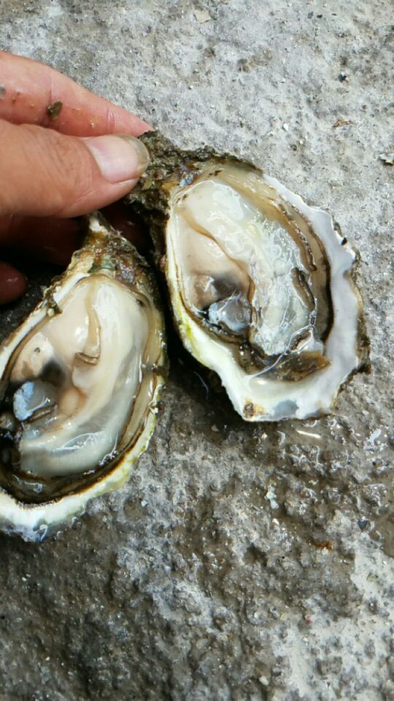 福建二倍体，三倍体生蚝壳薄肉肥，接受大包装，小包装
