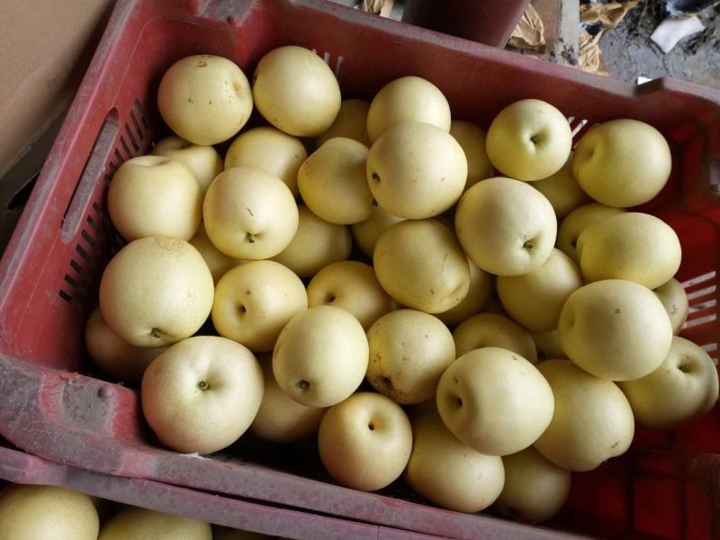 皇冠梨【新梨】一级果二级果大量有货包上车价没别的费用