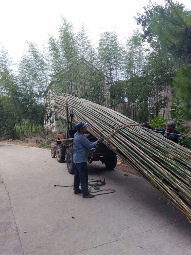 绿竹长期供应货源稳定