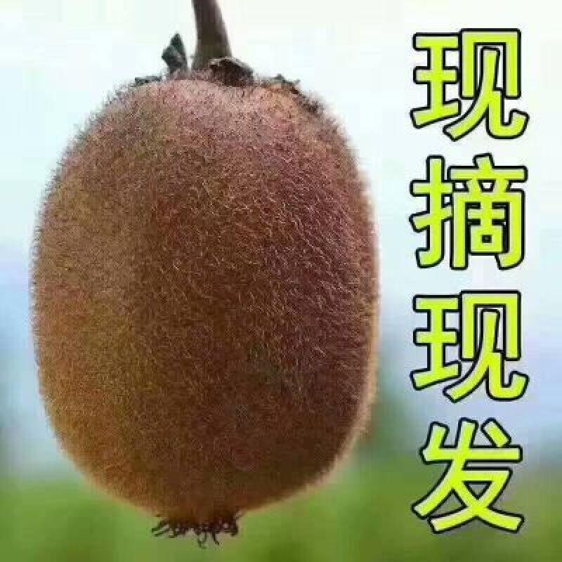 徐香猕猴桃70-90克