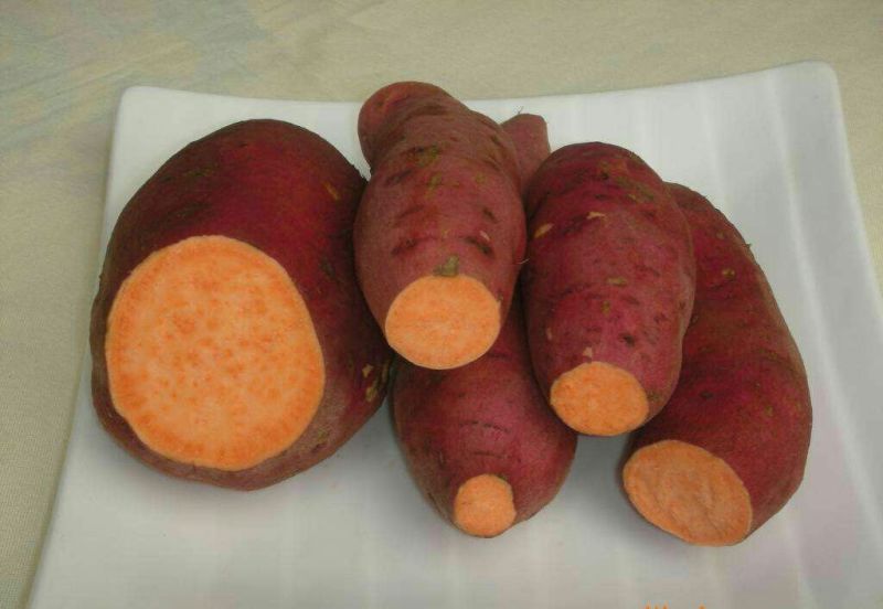 恭城红薯