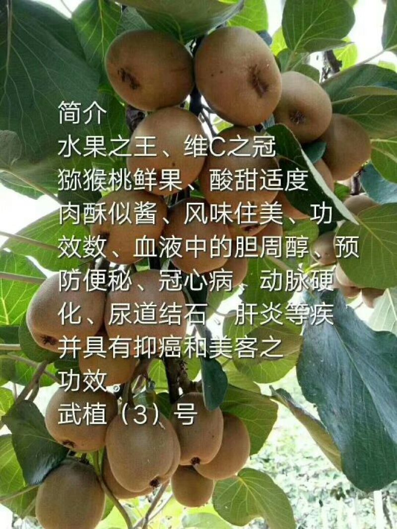 河源和平下车武植3号猕猴桃