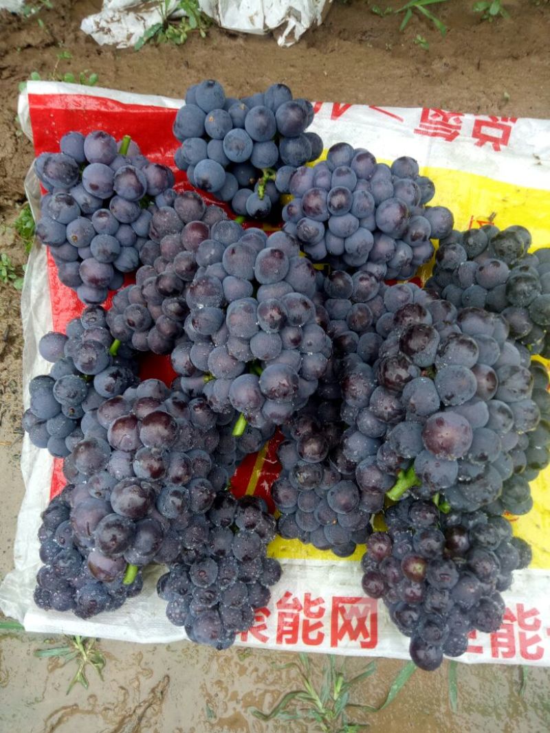 巨峰葡萄早夏葡萄巨峰葡萄维多利亚葡萄