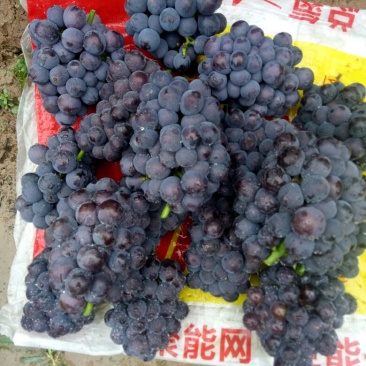 巨峰葡萄早夏葡萄巨峰葡萄维多利亚葡萄