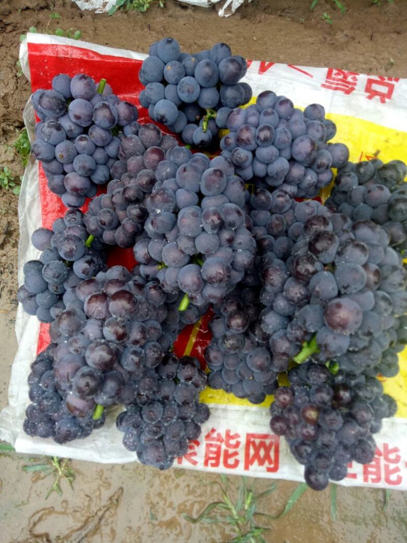 巨峰葡萄早夏葡萄巨峰葡萄维多利亚葡萄