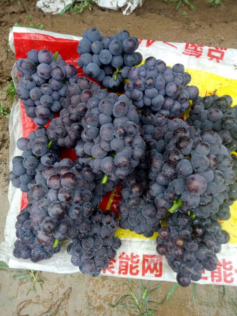 巨峰葡萄早夏葡萄巨峰葡萄维多利亚葡萄