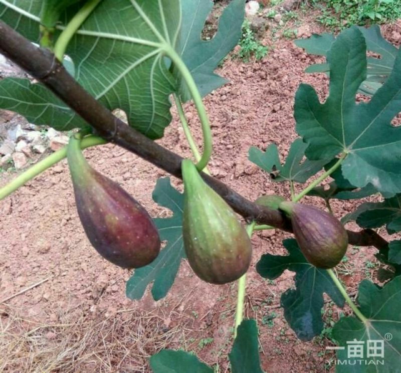 无花果苗
