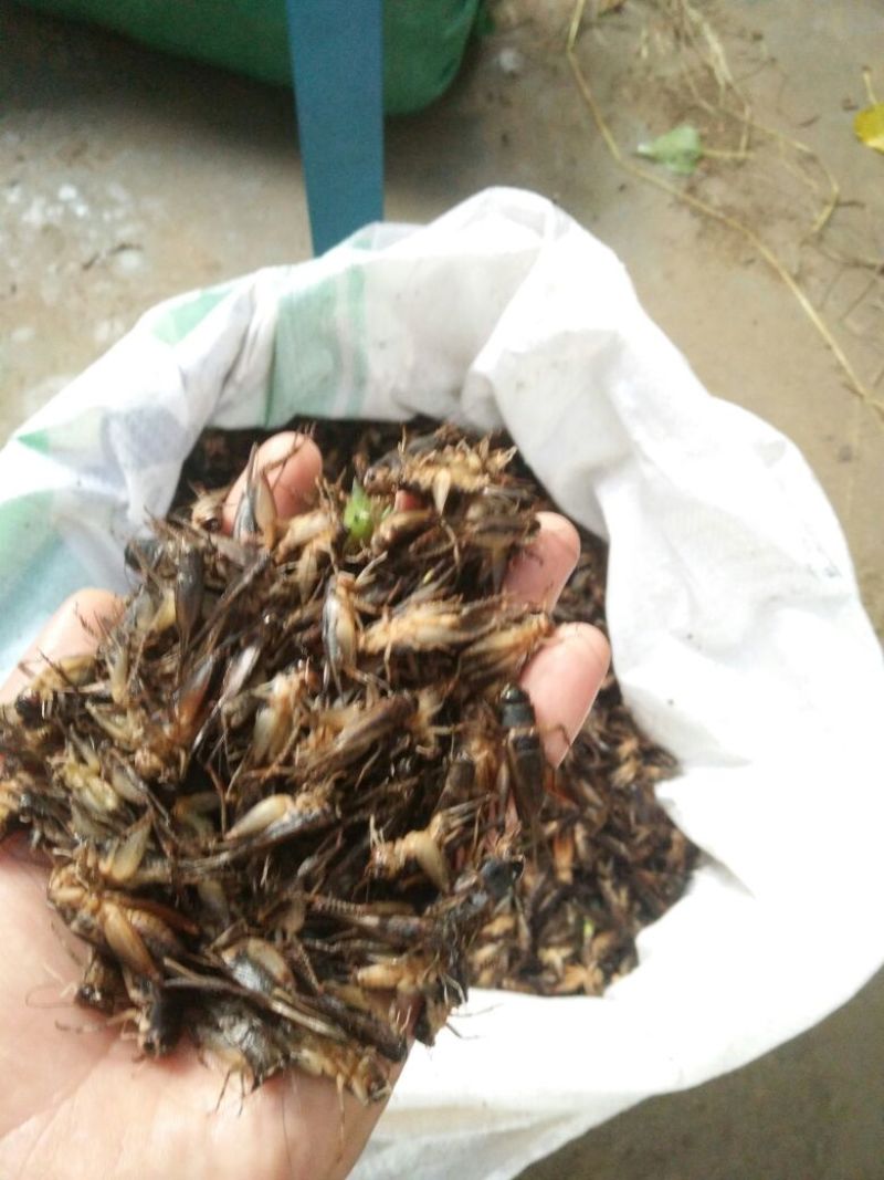 干湿蟋蟀