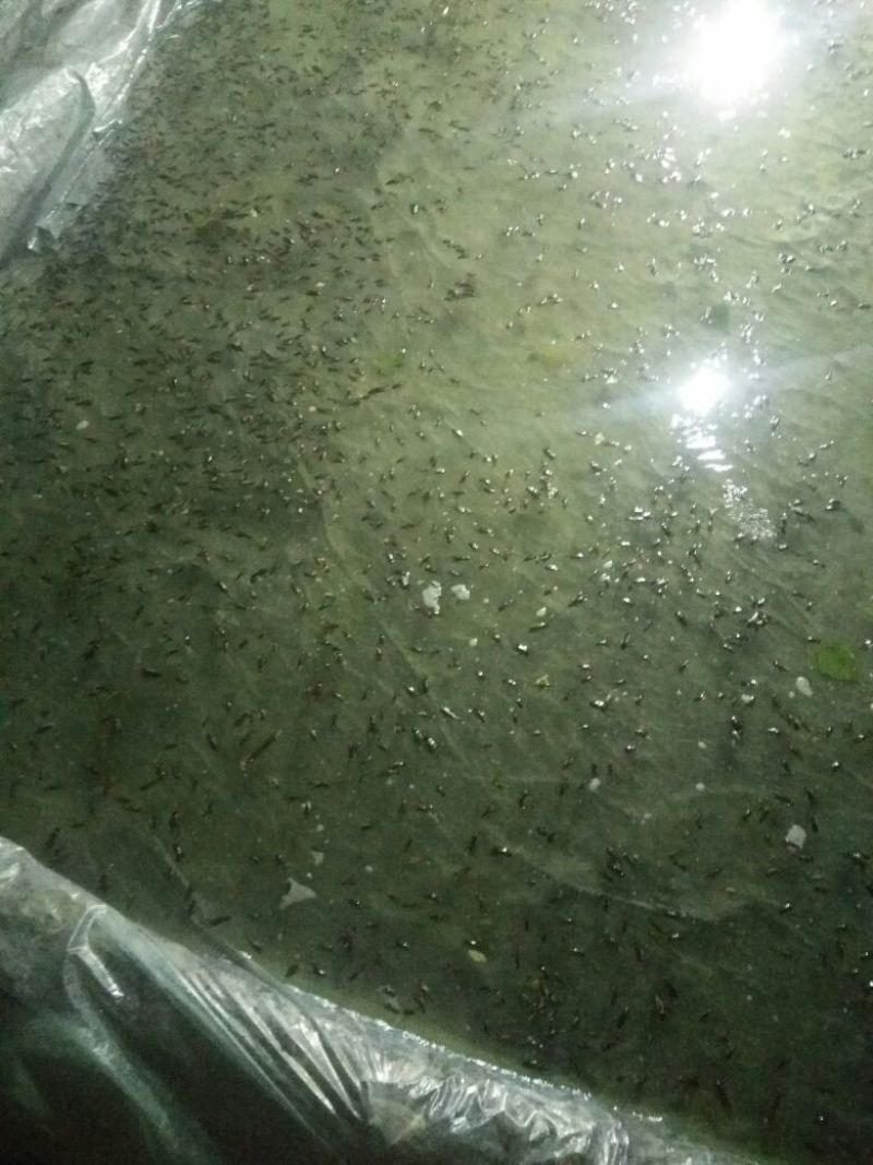 干湿蟋蟀