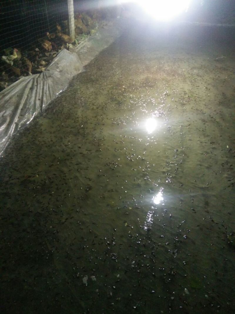 干湿蟋蟀