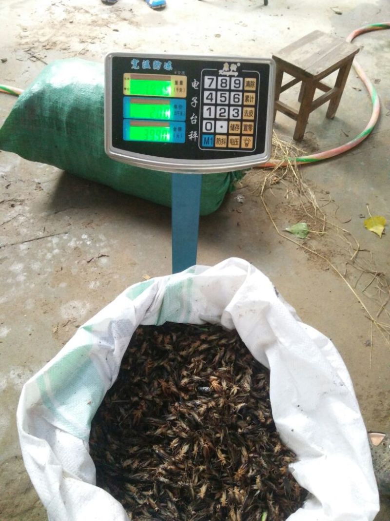 干湿蟋蟀