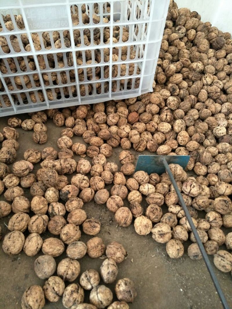 云南薄皮大泡核桃个大皮薄饱满香脆产地直销