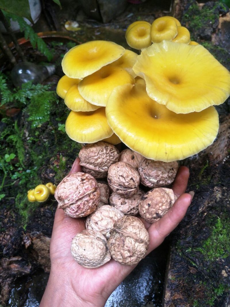 云南薄皮大泡核桃个大皮薄饱满香脆产地直销