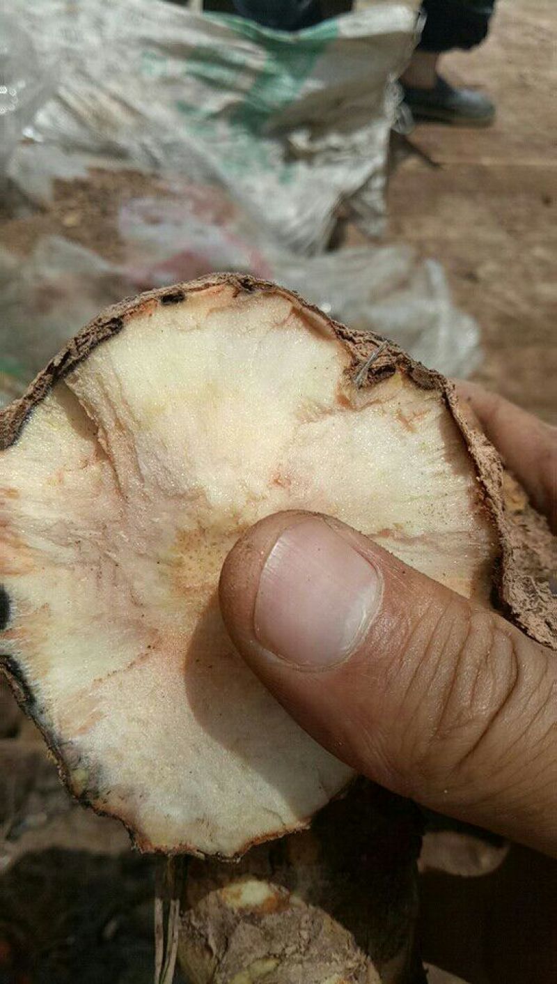 土茯苓统个，野生的，我们云南的就是变色龙，和两广的相比