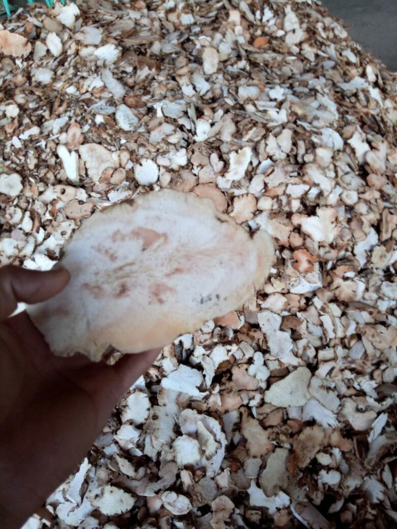 茯苓野生的，变色龙土茯苓，云南昭通野生货源