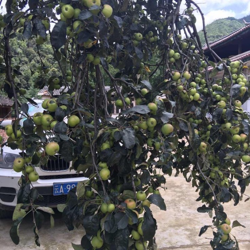 核桃云南大麻子大泡核桃湿核桃
