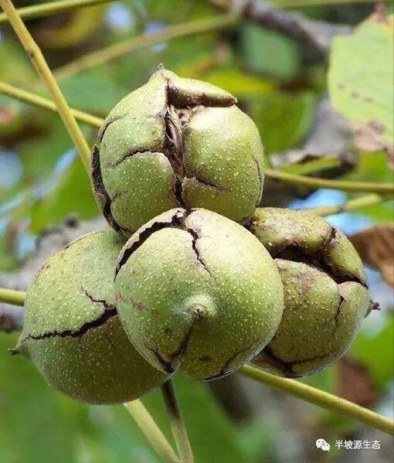 核桃云南大麻子大泡核桃湿核桃