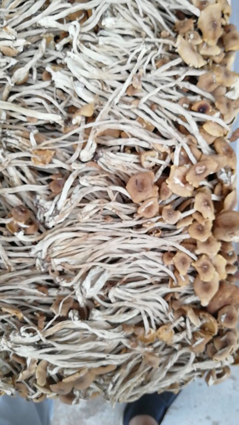 【广昌3号】茶树菇开伞无包心干货产地直销供货量充足