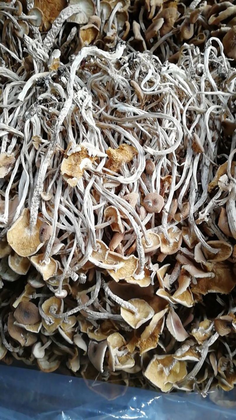 【广昌3号】茶树菇开伞无包心干货产地直销供货量充足