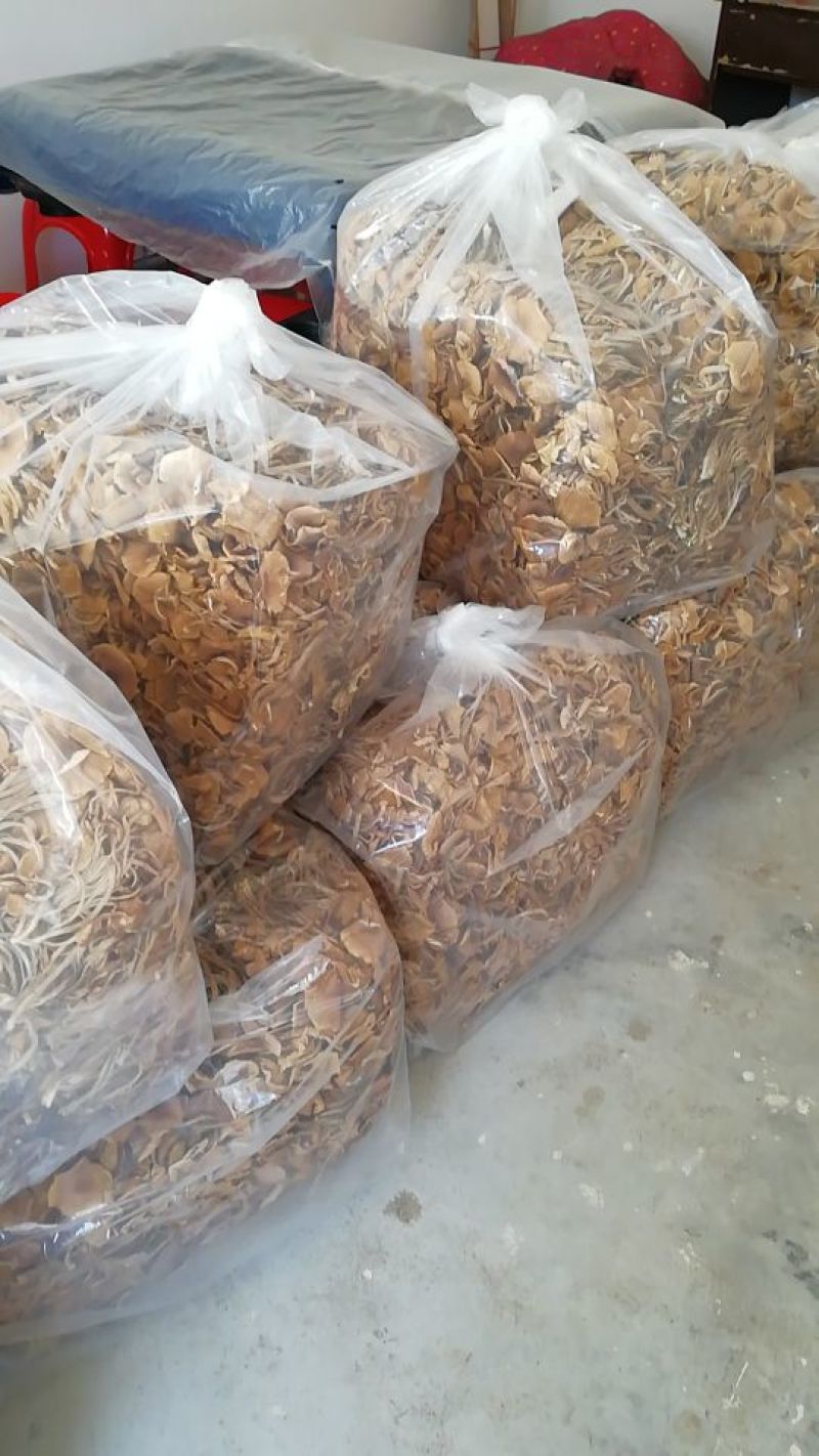 【广昌3号】茶树菇开伞无包心干货产地直销供货量充足