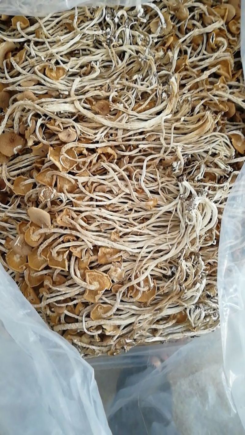 【广昌3号】茶树菇开伞无包心干货产地直销供货量充足