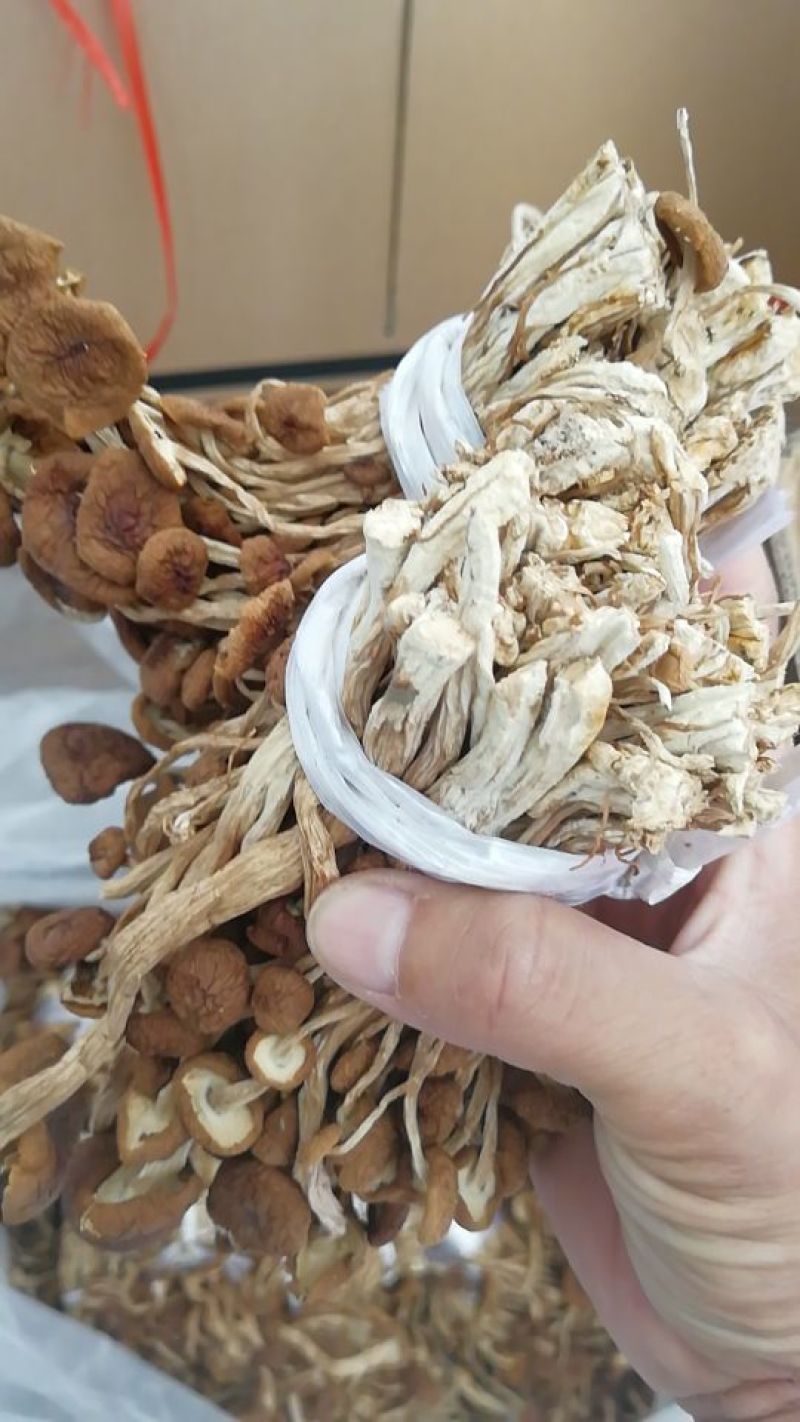 江西广昌茶树菇剪脚扎把3号无包心产地直销一件代发批发