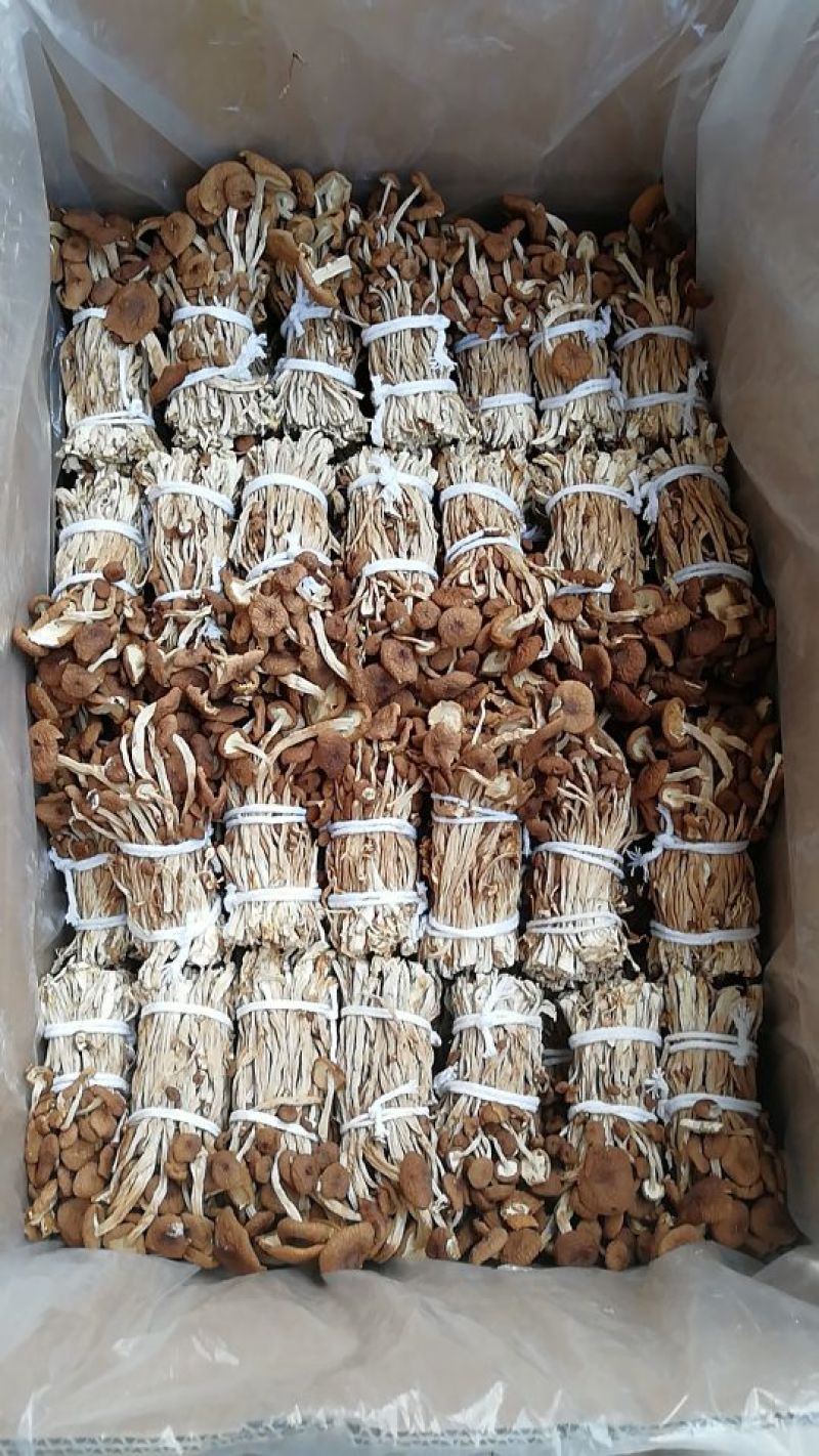 江西广昌茶树菇剪脚扎把3号无包心产地直销一件代发批发