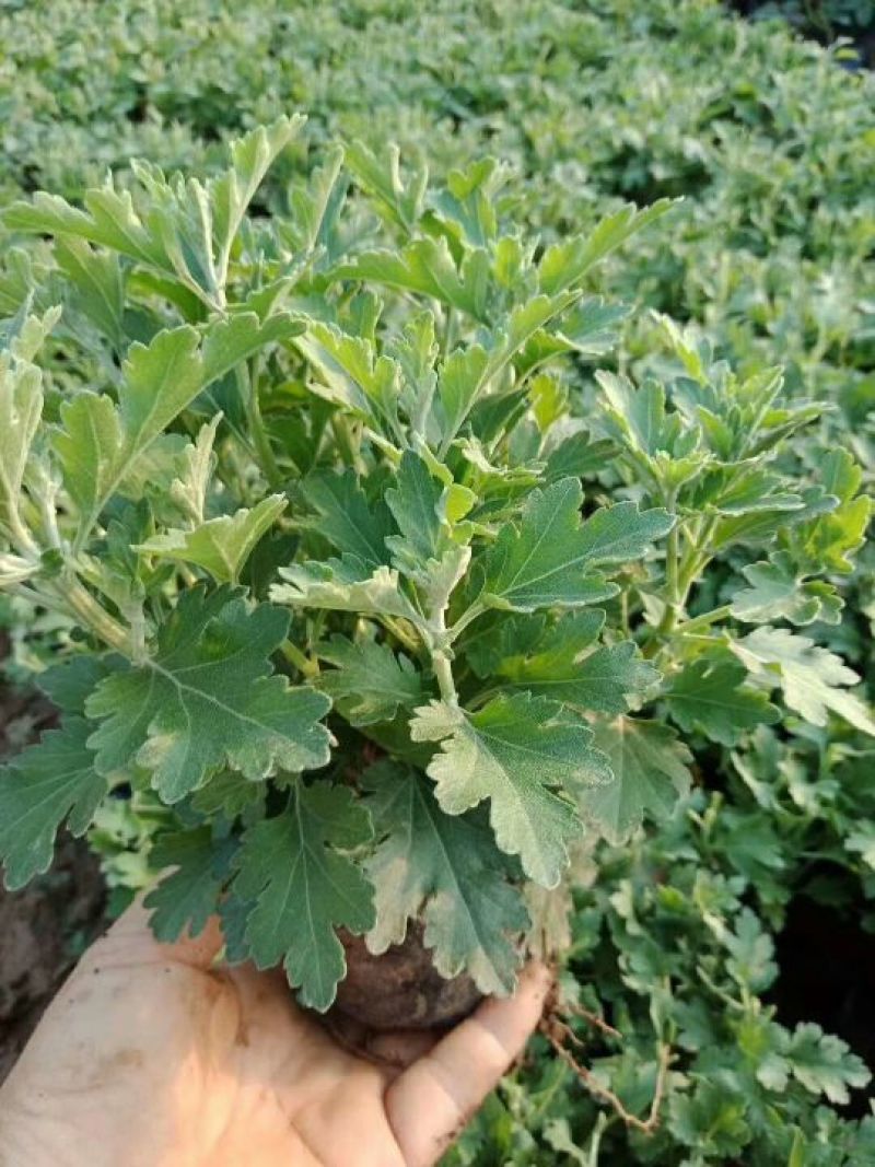 开封菊花