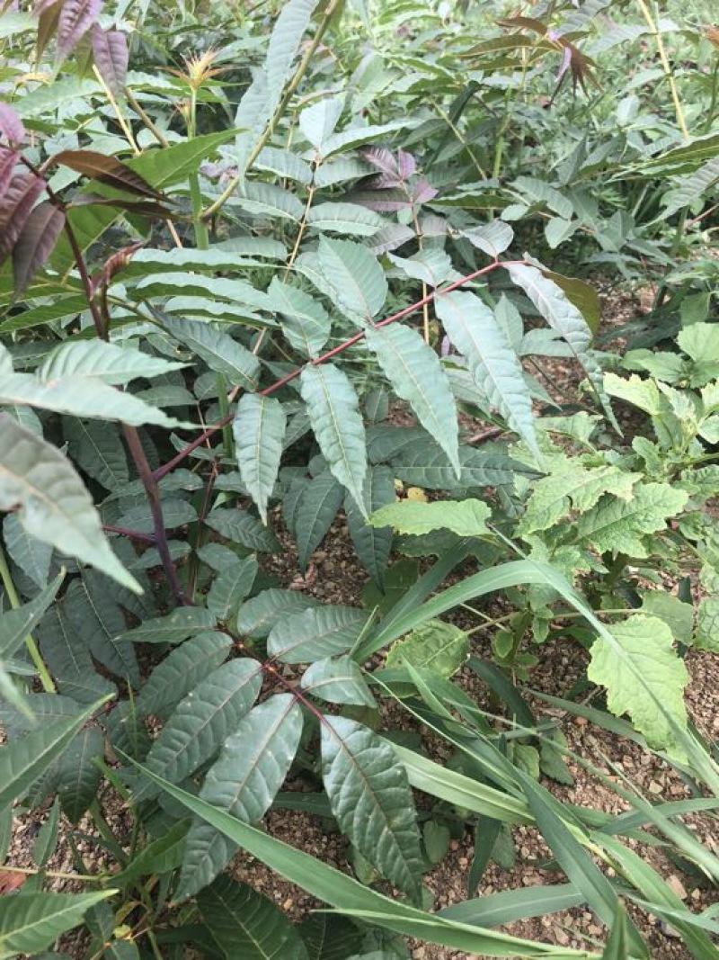 香椿苗（红油香椿）40-200cm红油香椿苗质好价优