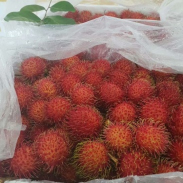 红毛丹