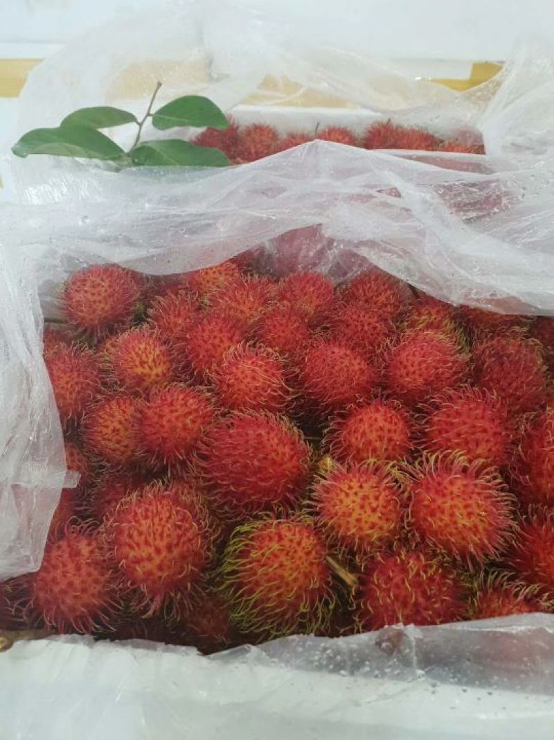 红毛丹