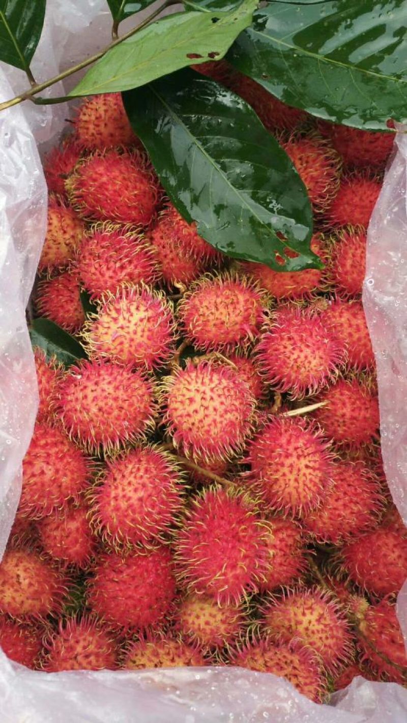 红毛丹