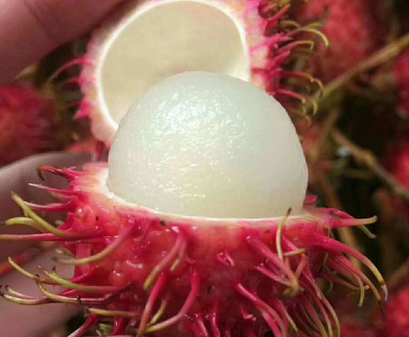 红毛丹