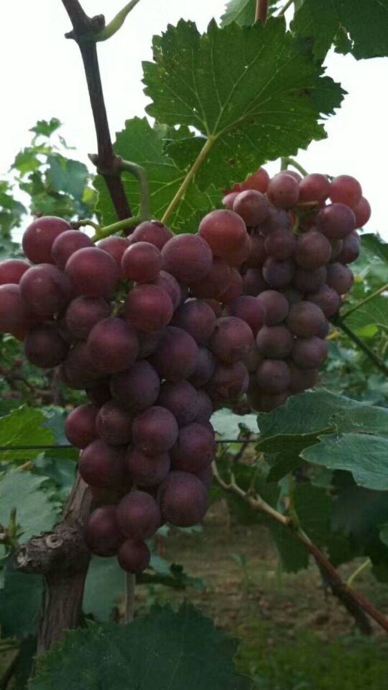巨峰葡萄