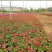 矮牵牛牵牛花价格牵牛苗牵牛