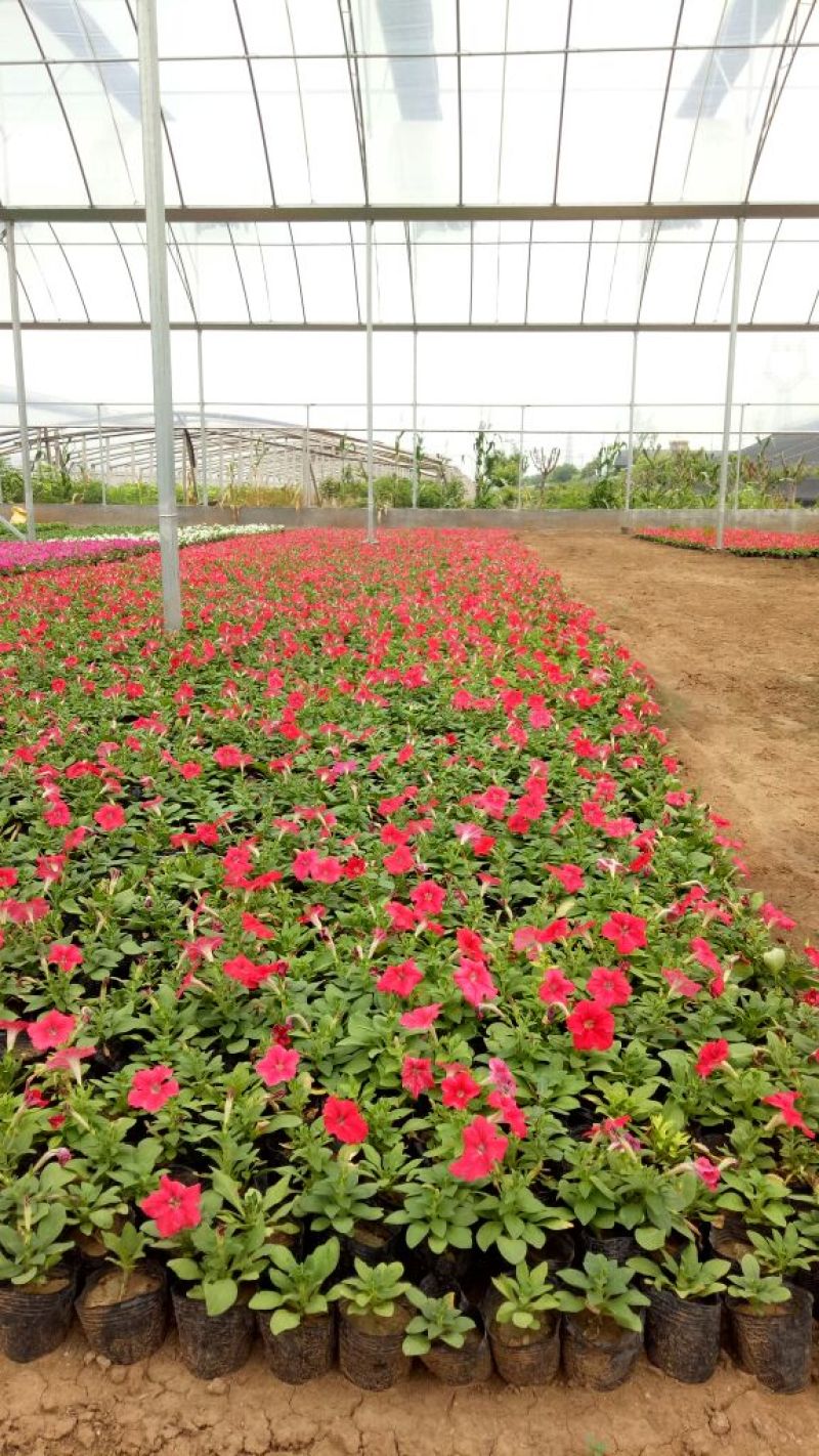 矮牵牛牵牛花价格牵牛苗牵牛