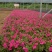 矮牵牛牵牛花价格牵牛苗牵牛
